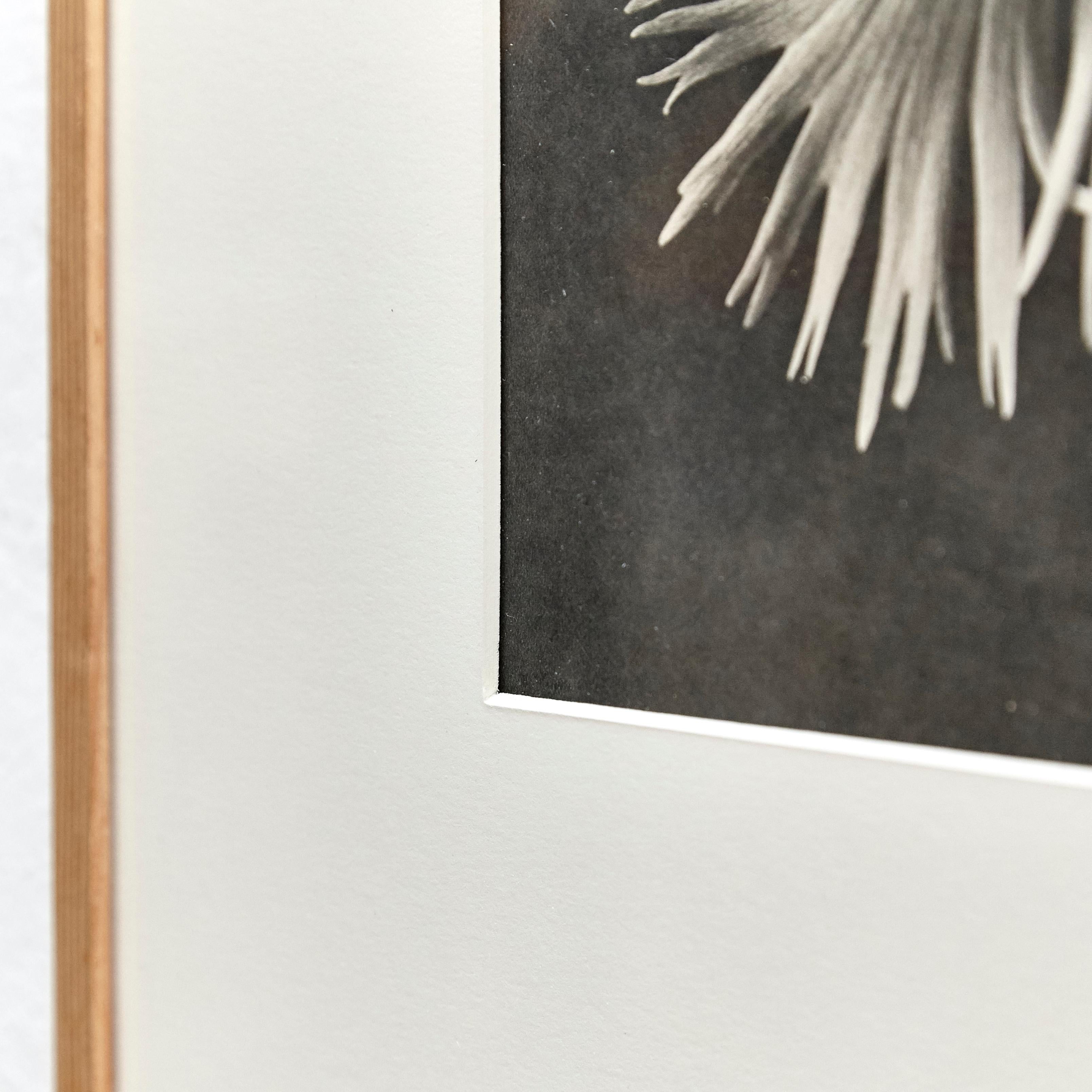 Karl Blossfeldt Fotografia botanica in bianco e nero con fiori, 1942 in vendita 2