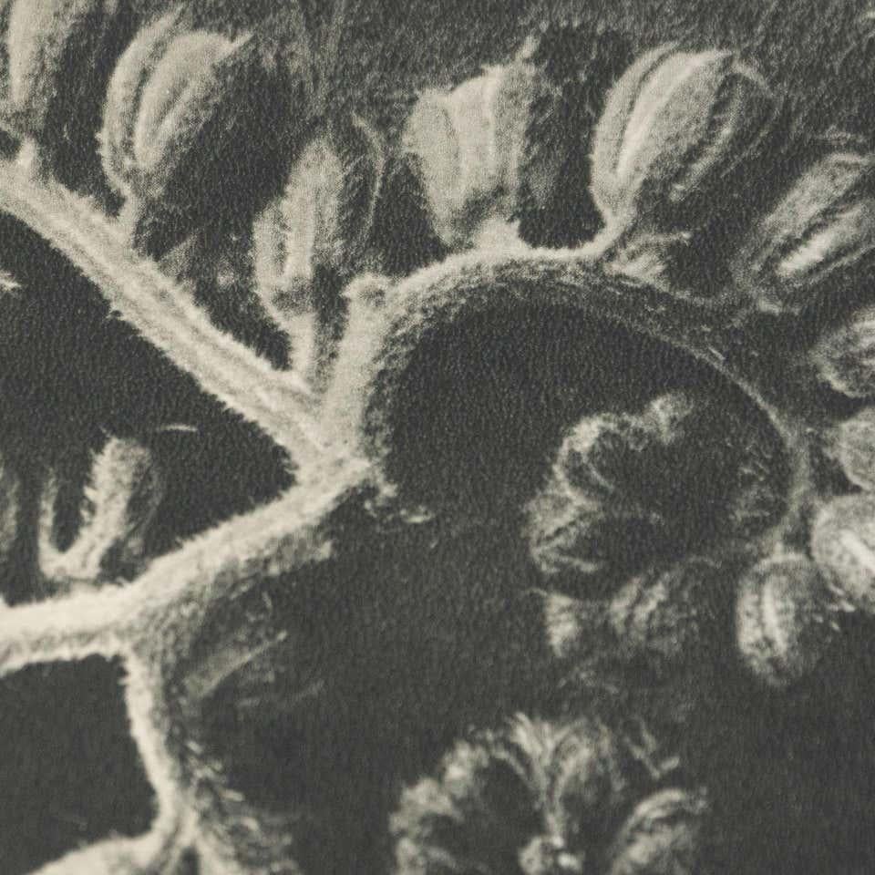 Karl Blossfeldt Fotografia botanica in bianco e nero con fiori, 1942 in vendita 2
