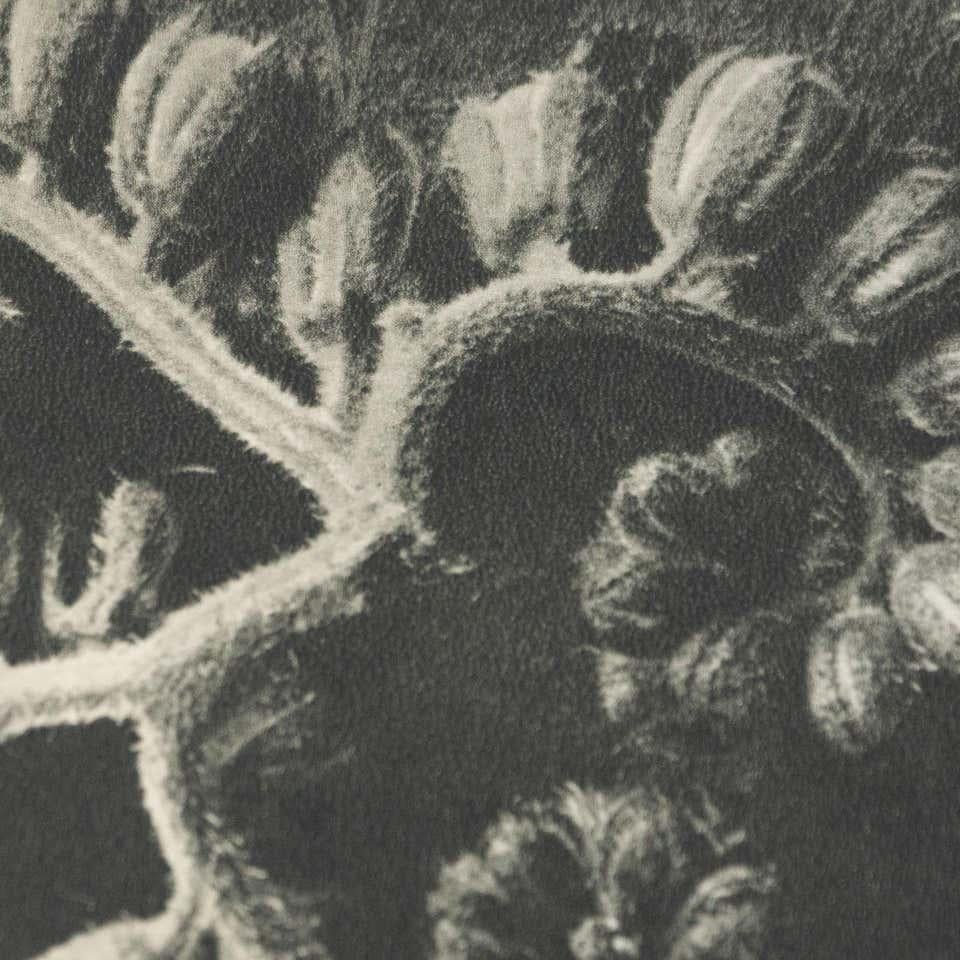 Karl Blossfeldt, photogravure de fleurs noires et blanches, photographie botanique, 1942 en vente 2