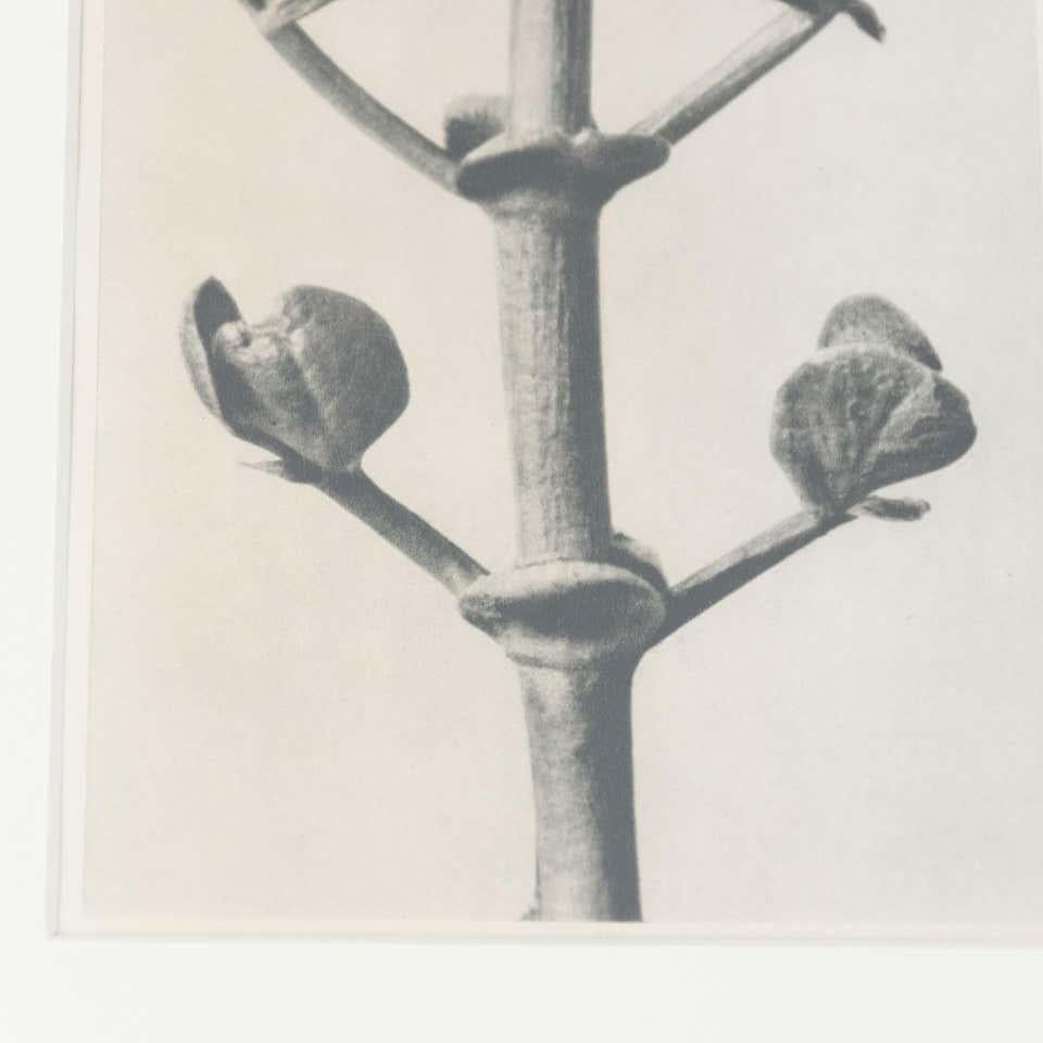 Karl Blossfeldt Schwarz-Weiß-Blumen-Fotogravur, Botanische Fotografie, 1942 im Angebot 2