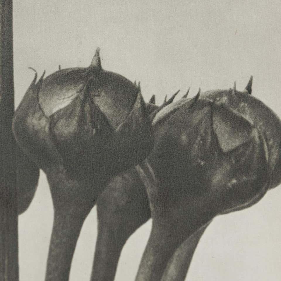 Karl Blossfeldt Schwarz-Weiß-Blumen-Fotogravur, Botanische Fotografie, 1942 im Angebot 2