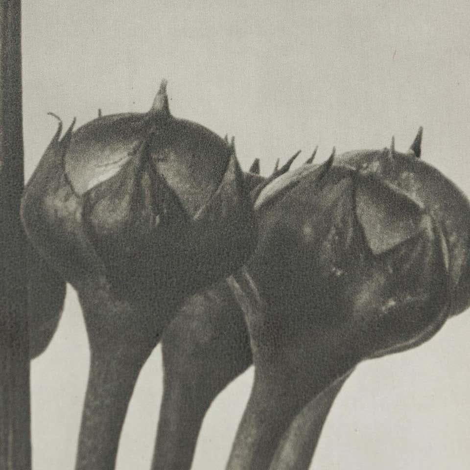 Karl Blossfeldt, photogravure de fleurs noires et blanches, photographie botanique, 1942 en vente 2