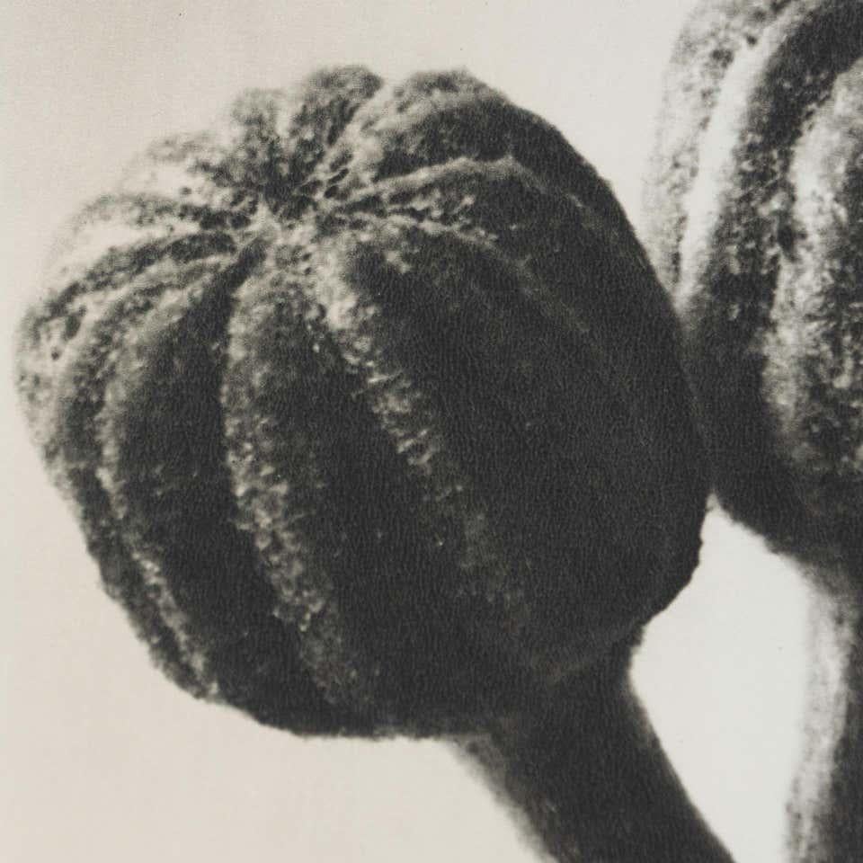 Karl Blossfeldt, photogravure de fleurs noires et blanches, photographie botanique, 1942 en vente 2