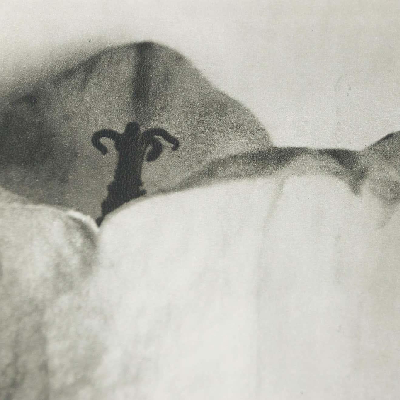 Karl Blossfeldt, photogravure de fleurs noires et blanches, photographie botanique, 1942 en vente 2