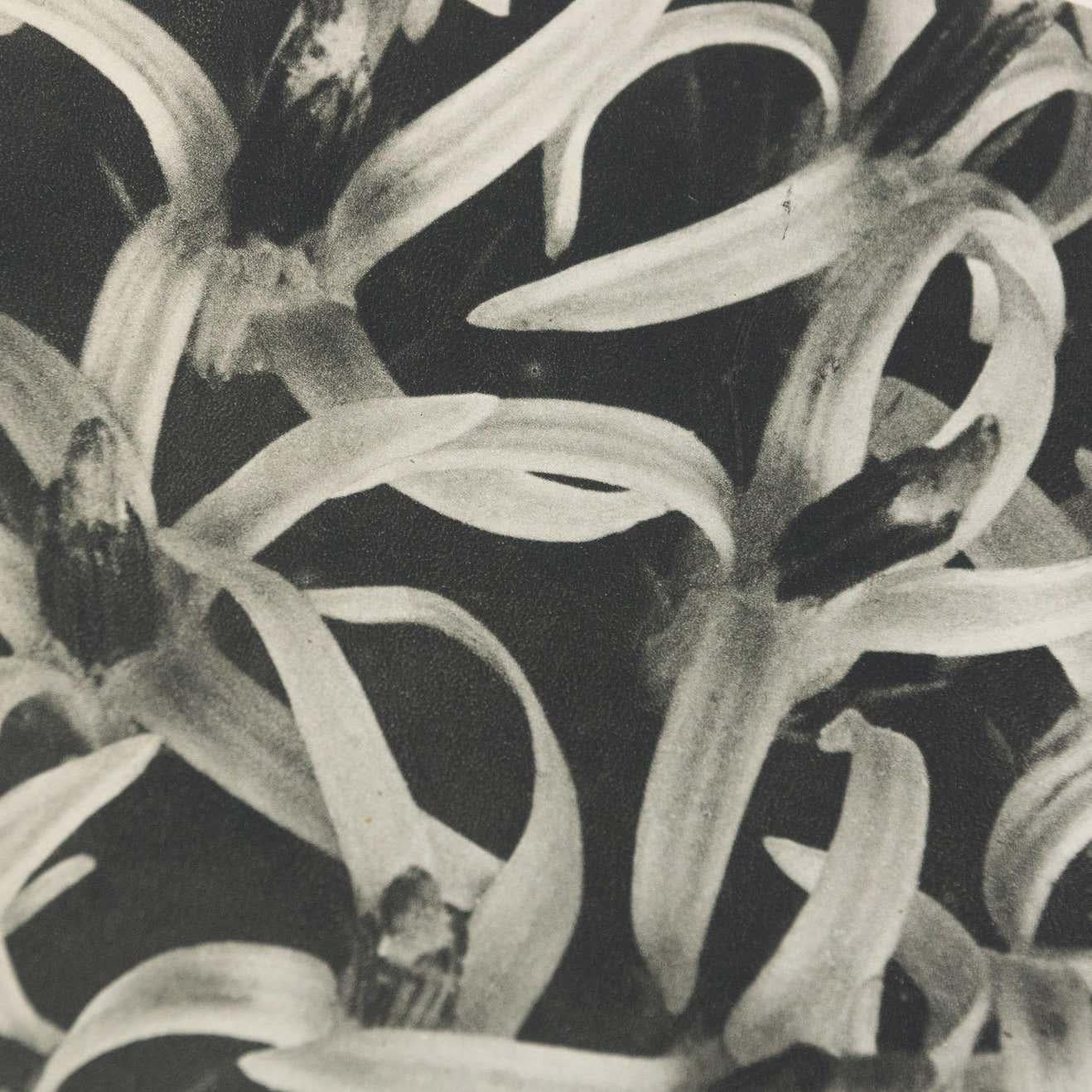 Karl Blossfeldt Black White Flower Photogravure Botanic Photography, 1942 For Sale 2