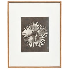 Karl Blossfeldt Black White Flower Photogravure Botanic Photography, 1942