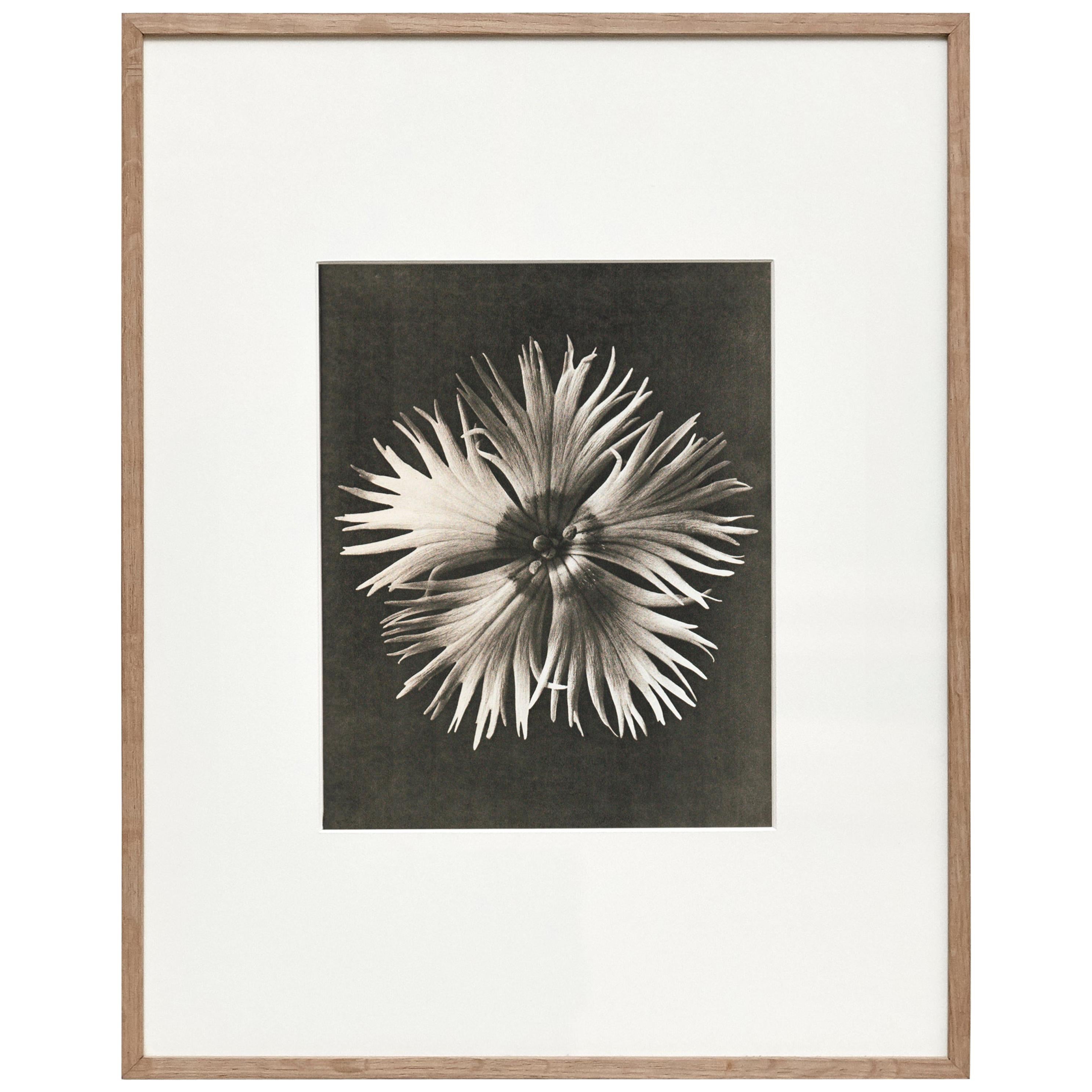 Karl Blossfeldt Black White Flower Photogravure Botanic Photography, 1942