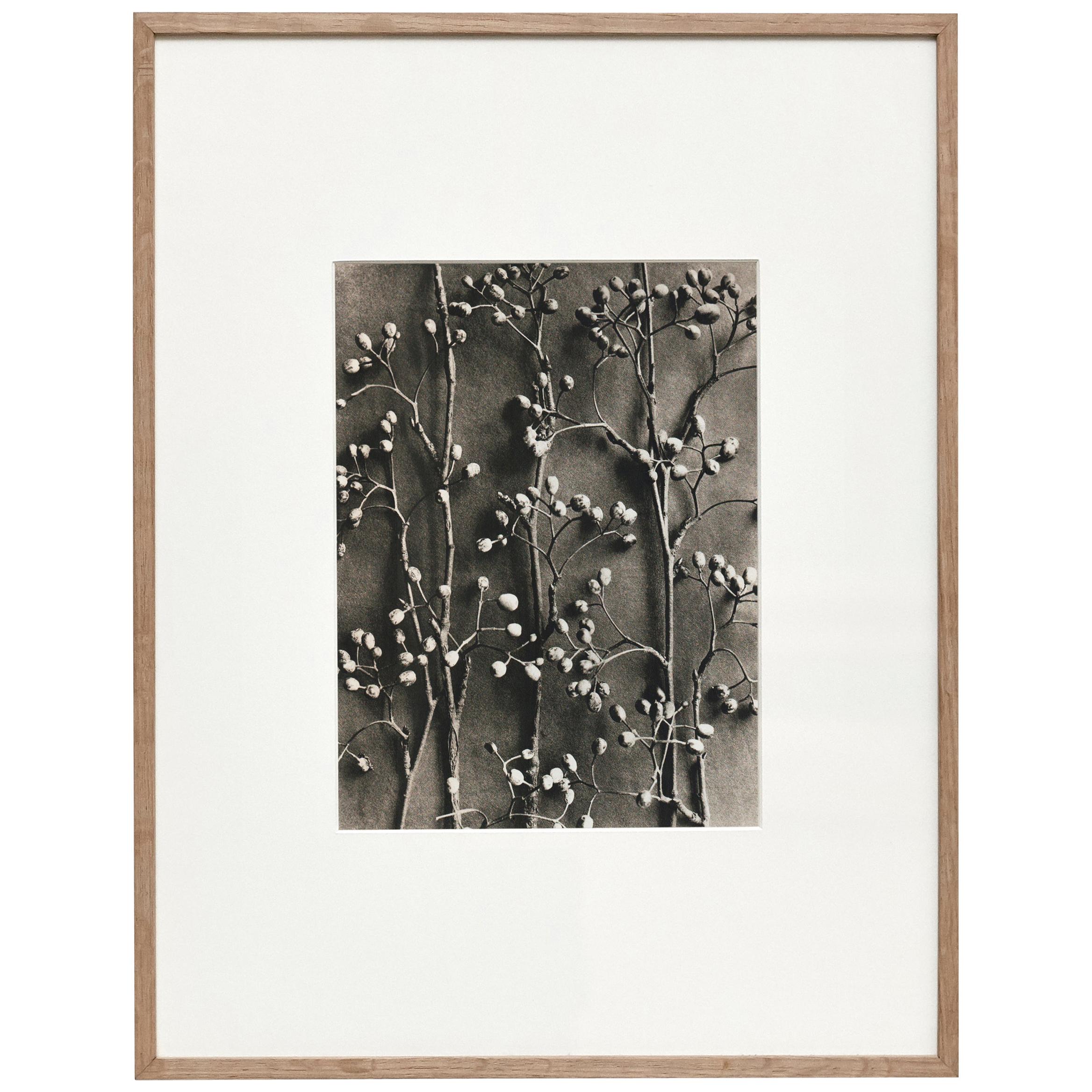 Karl Blossfeldt Black White Flower Photogravure Botanic Photography, 1942