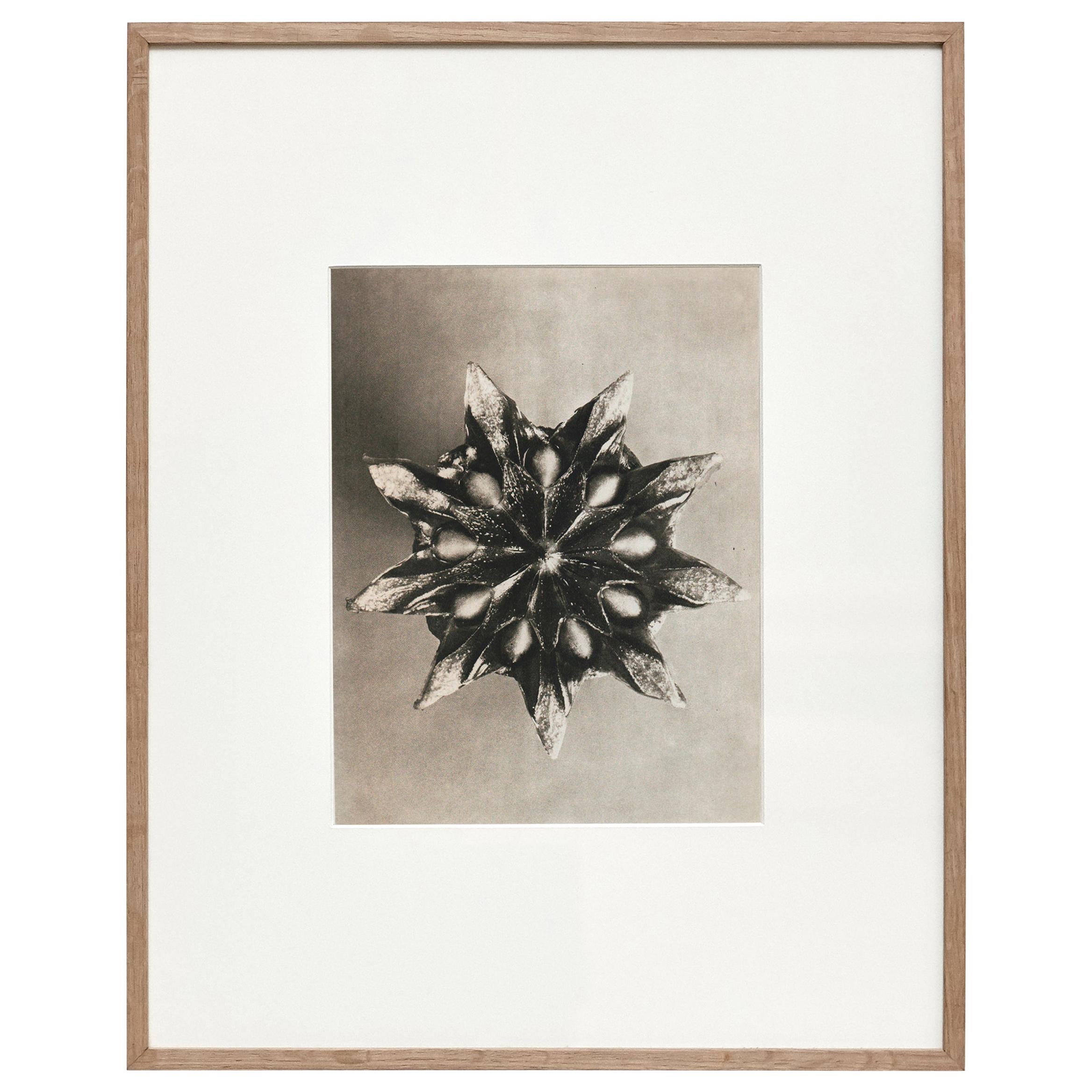 Karl Blossfeldt Black White Flower Photogravure Botanic Photography, 1942