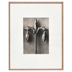Mid-Century Modern Photography