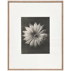 Karl Blossfeldt Photogravure de fleurs en noir et blanc Photographie botanique:: 1942