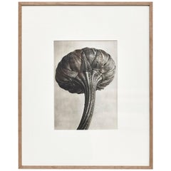 Karl Blossfeldt Black White Flower Photogravure Botanic Photography, 1942