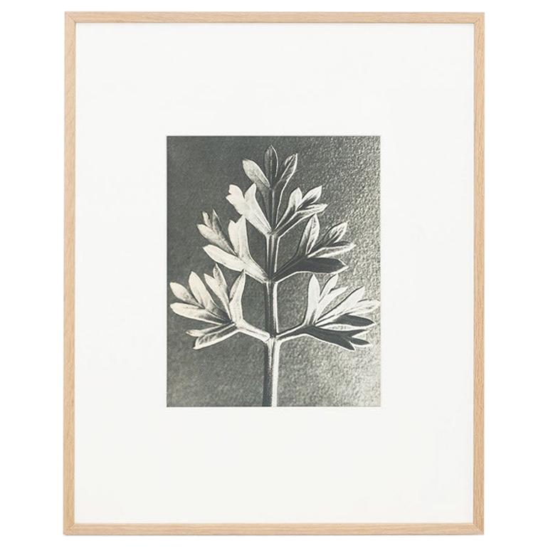 Karl Blossfeldt Black White Flower Photogravure Botanic Photography, 1942