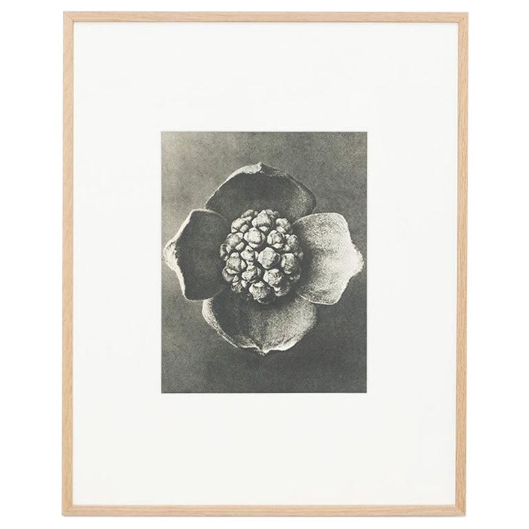 Karl Blossfeldt Black White Flower Photogravure Botanic Photography, 1942 For Sale