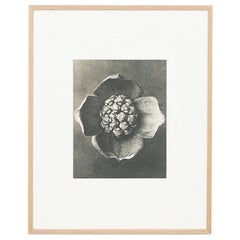 Vintage Karl Blossfeldt Black White Flower Photogravure Botanic Photography, 1942