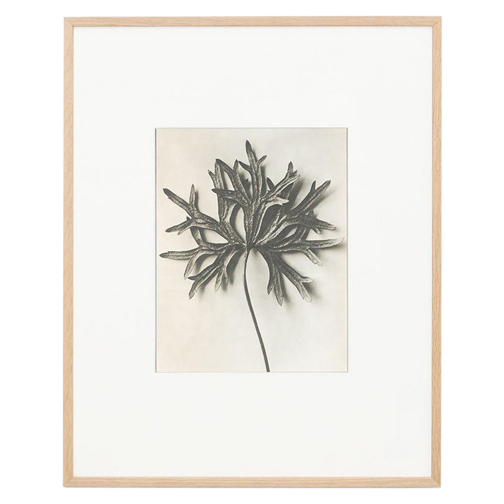 Karl Blossfeldt, photogravure de fleurs noires et blanches, photographie botanique, 1942 en vente