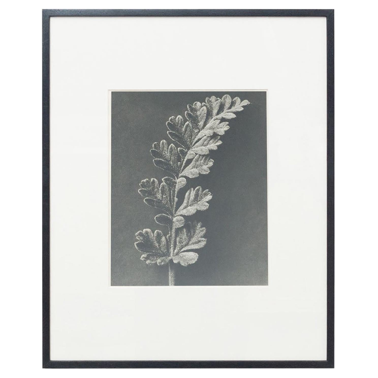 Karl Blossfeldt, photogravure de fleurs noires et blanches, photographie botanique, 1942