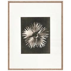 Vintage Karl Blossfeldt Black White Flower Photogravure Botanic Photography, 1942