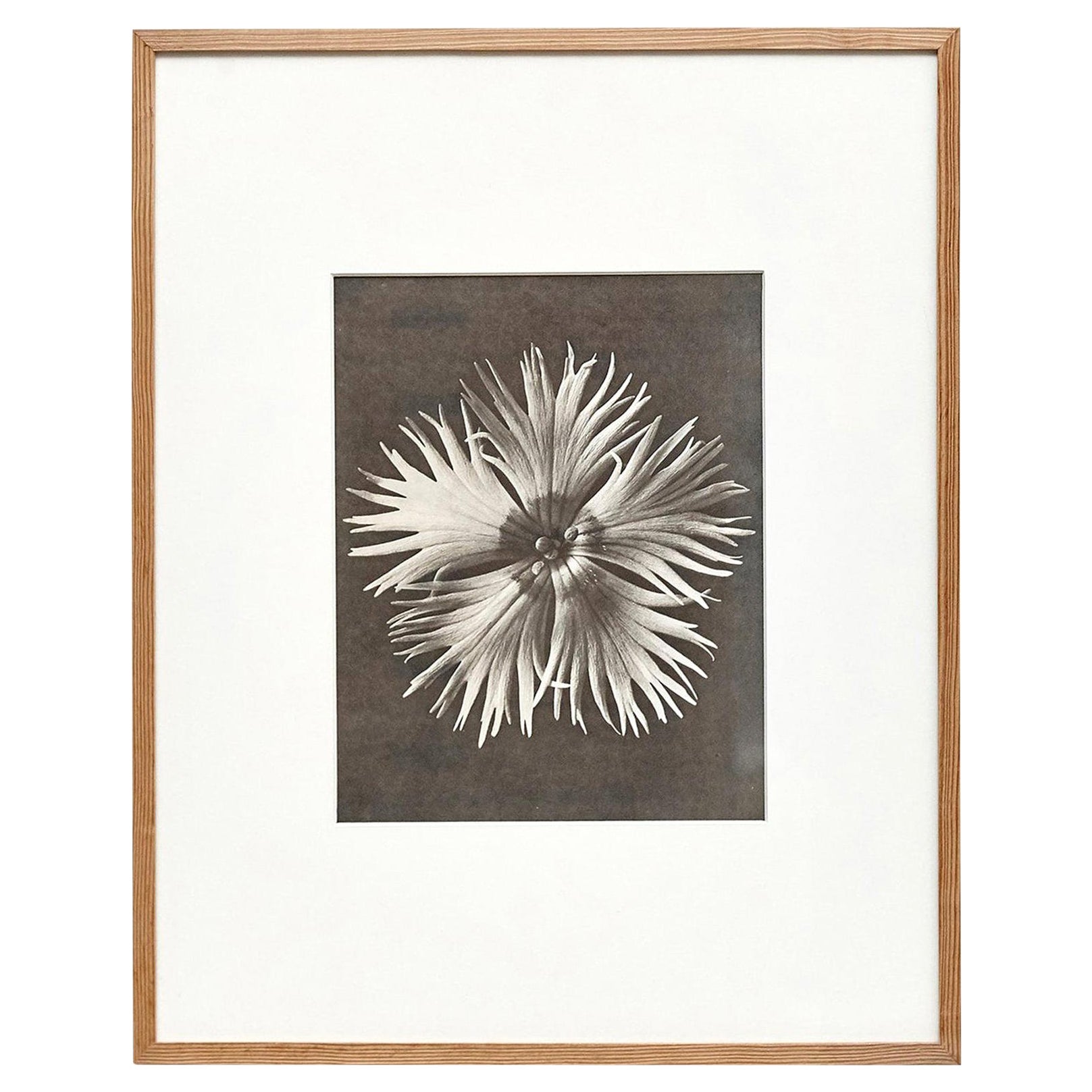 Karl Blossfeldt, photogravure de fleurs noires et blanches, photographie botanique, 1942
