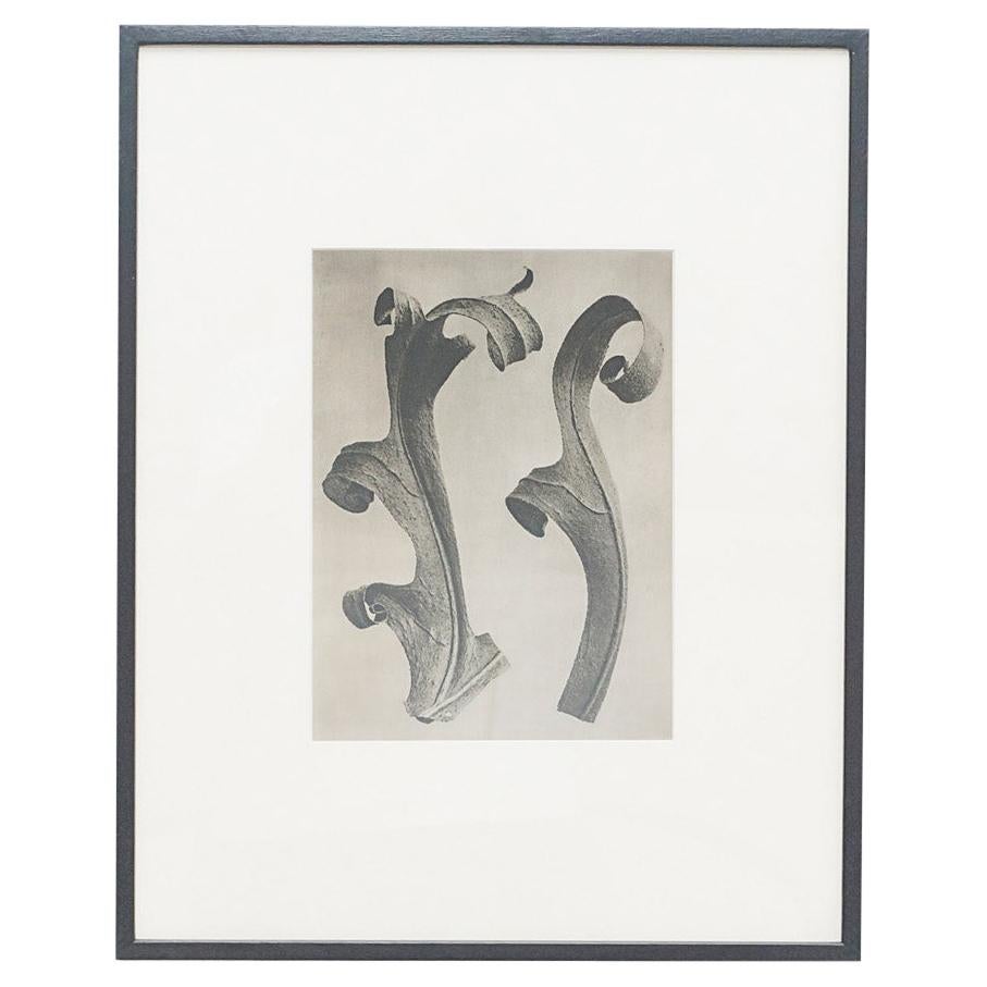 Karl Blossfeldt Fotografia botanica in bianco e nero con fiori, 1942