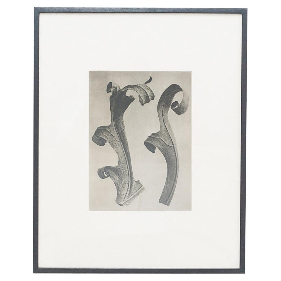 Karl Blossfeldt Black White Flower Photogravure Botanic Photography, 1942 For Sale