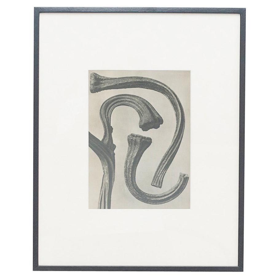 Karl Blossfeldt Black White Flower Photogravure Botanic Photography, 1942 For Sale