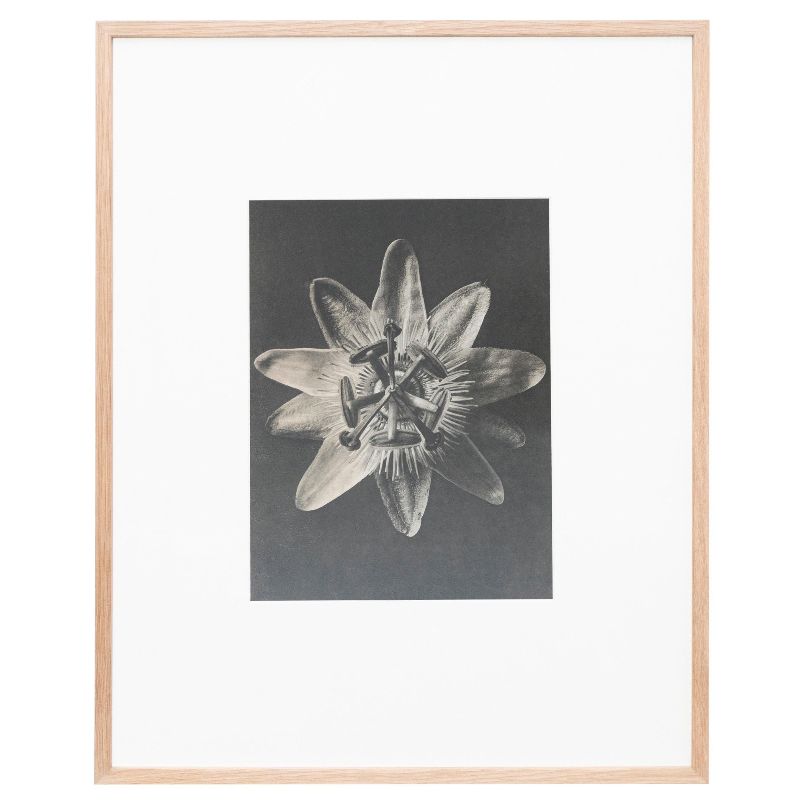Karl Blossfeldt Black White Flower Photogravure Botanic Photography, 1942 For Sale