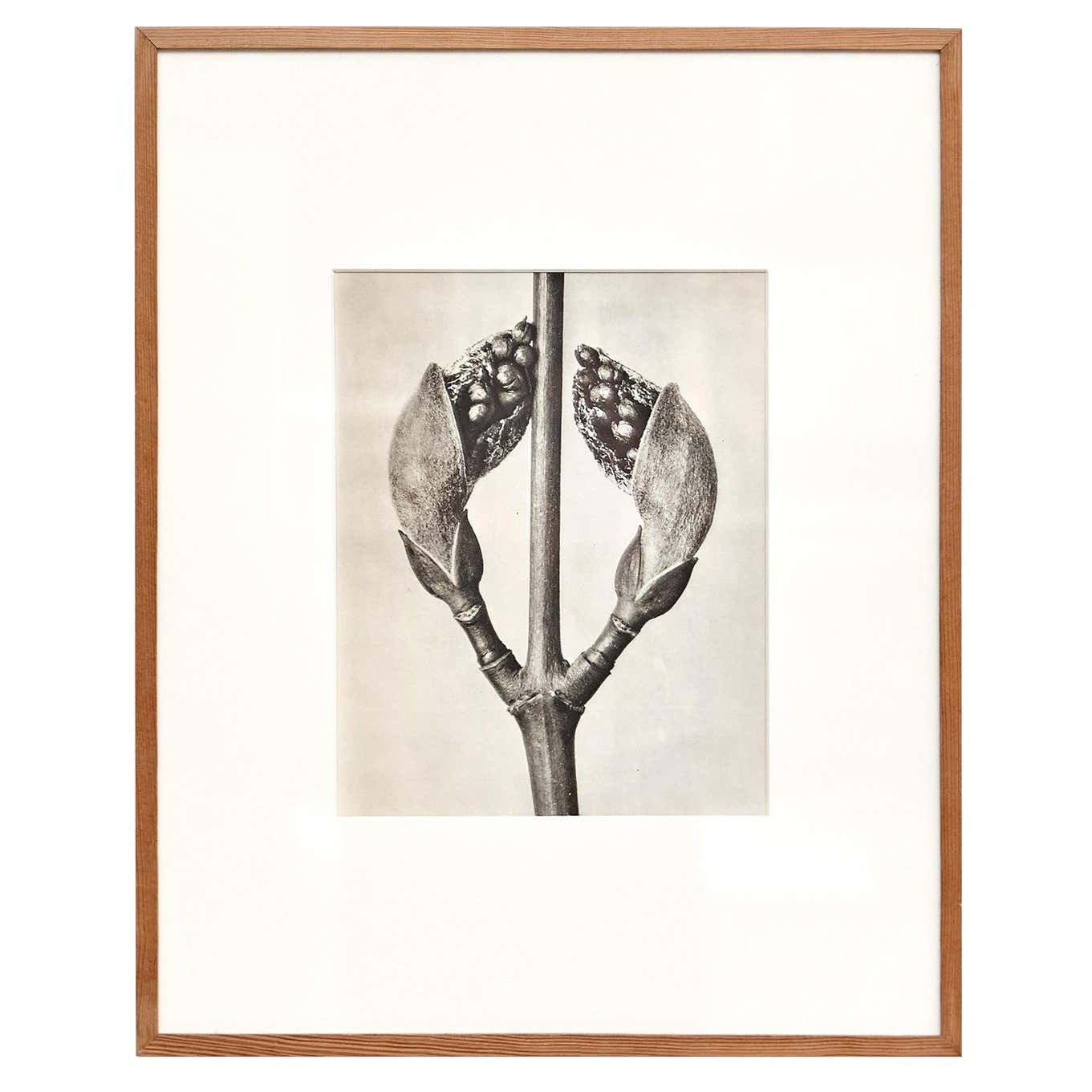 Karl Blossfeldt Black White Flower Photogravure Botanic Photography, 1942