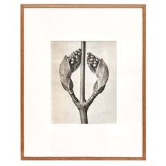 Karl Blossfeldt Black White Flower Photogravure Botanic Photography, 1942