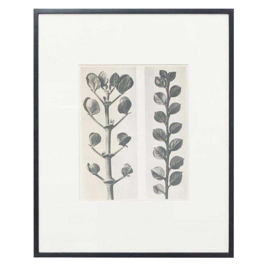 Karl Blossfeldt Black White Flower Photogravure Botanic Photography, 1942