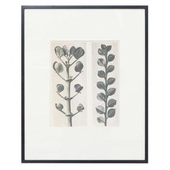 Karl Blossfeldt Black White Flower Photogravure Botanic Photography, 1942