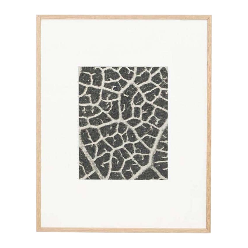 Karl Blossfeldt, photogravure de fleurs noires et blanches, photographie botanique, 1942 en vente