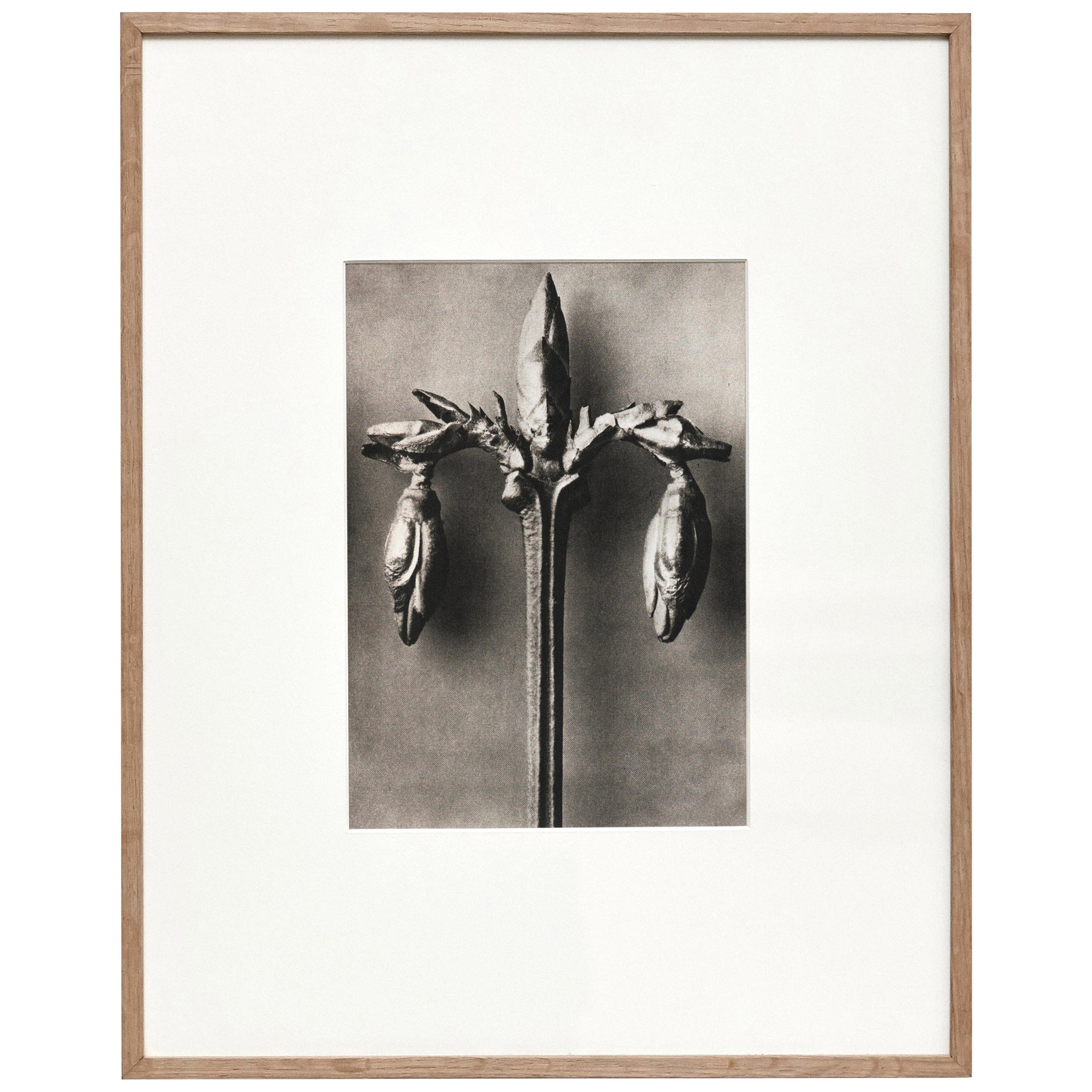Karl Blossfeldt Schwarz-Weiß-Blumen-Fotogravur, Botanische Fotografie, 1942 im Angebot