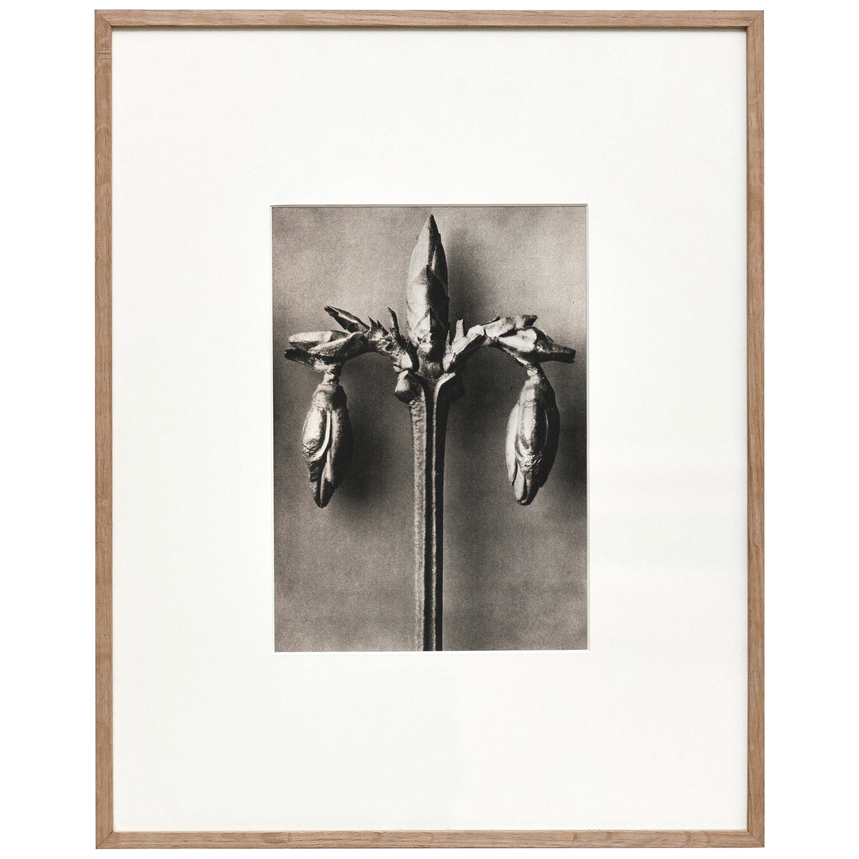 Karl Blossfeldt, photogravure de fleurs noires et blanches, photographie botanique, 1942 en vente