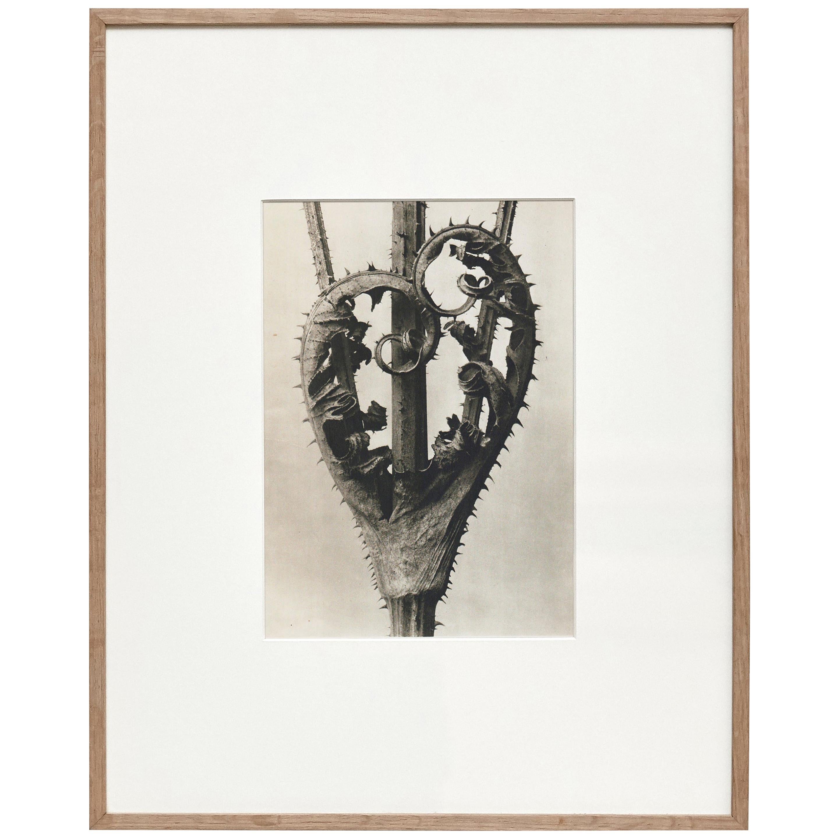 Karl Blossfeldt, photogravure de fleurs noires et blanches, photographie botanique, 1942 en vente