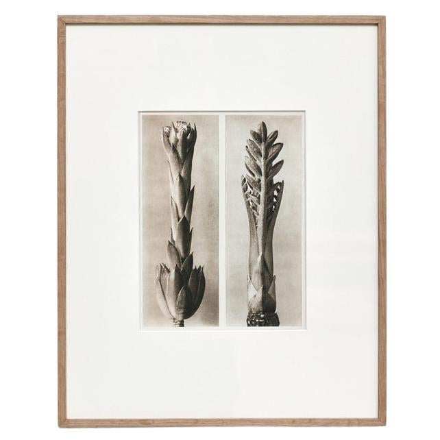 Karl Blossfeldt, photogravure de fleurs noires et blanches, photographie botanique, 1942 en vente