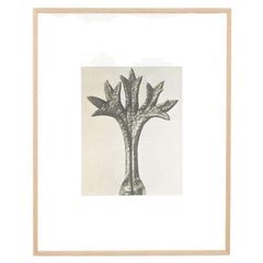 Karl Blossfeldt Fotografia botanica in bianco e nero con fiori, 1942