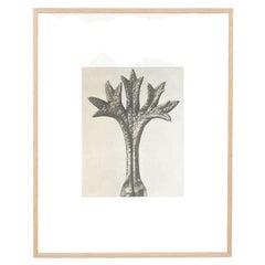 Karl Blossfeldt Schwarz-Weiß-Blumen-Fotogravur, Botanische Fotografie, 1942