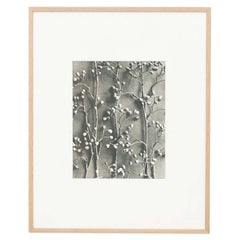 Vintage Karl Blossfeldt Black White Flower Photogravure Botanic Photography, 1942