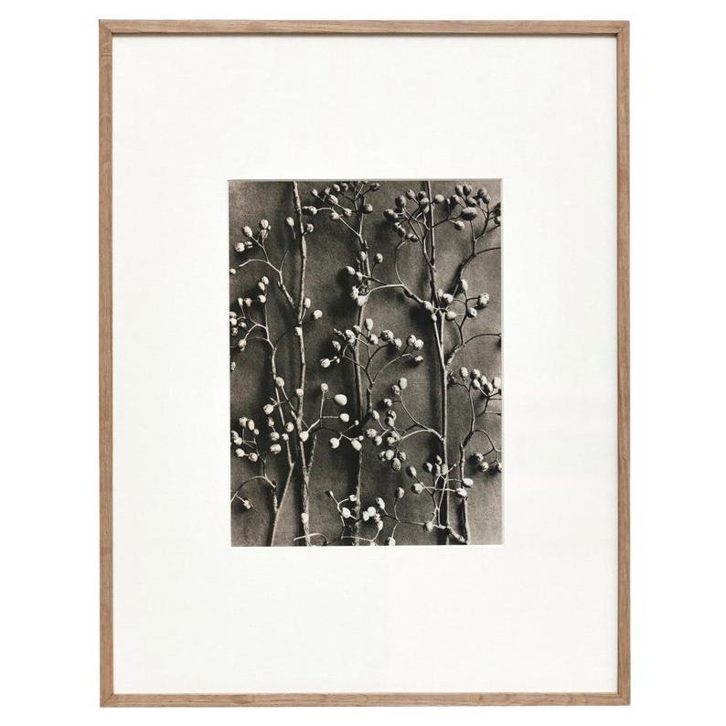 Karl Blossfeldt Fotografia botanica in bianco e nero con fiori, 1942 in vendita