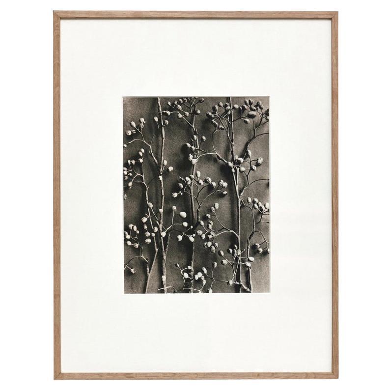 Karl Blossfeldt Black White Flower Photogravure Botanic Photography, 1942 For Sale