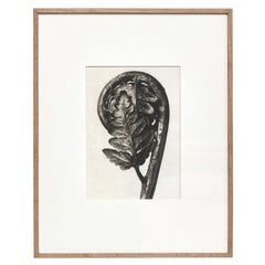 Karl Blossfeldt Schwarz-Weiß-Blumen-Fotogravur, Botanische Fotografie, 1942