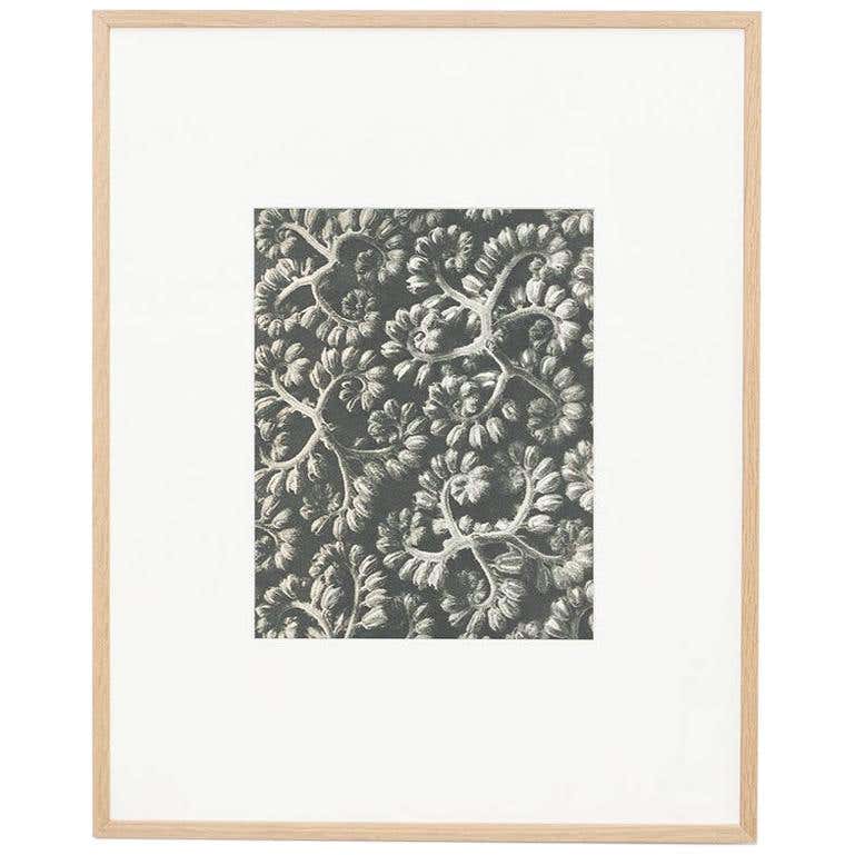 Karl Blossfeldt, photogravure de fleurs noires et blanches, photographie botanique, 1942 en vente