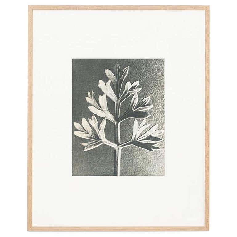 Karl Blossfeldt, photogravure de fleurs noires et blanches, photographie botanique, 1942 en vente