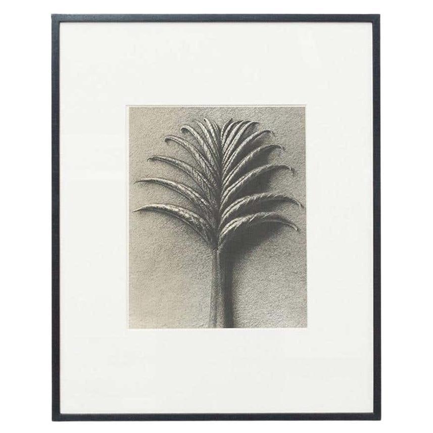 Karl Blossfeldt Black White Flower Photogravure Botanic Photography, 1942 For Sale