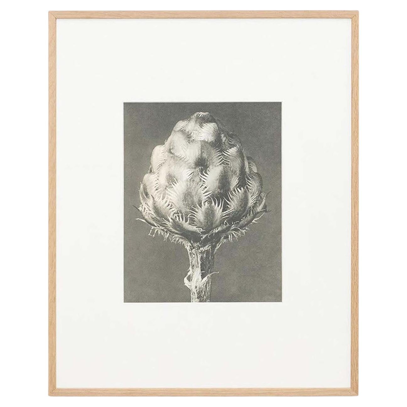 Karl Blossfeldt Schwarz-Weiß-Blumen-Fotogravur, botanische Fotografie, 1942 im Angebot