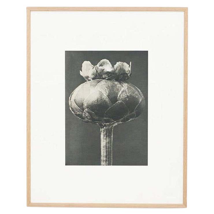 Karl Blossfeldt, photogravure de fleurs noires et blanches, photographie botanique, 1942 en vente