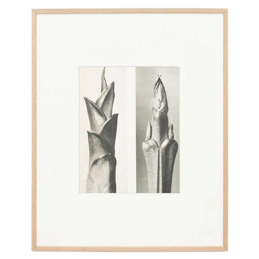 Karl Blossfeldt Black White Flower Photogravure Botanic Photography, 1942 For Sale