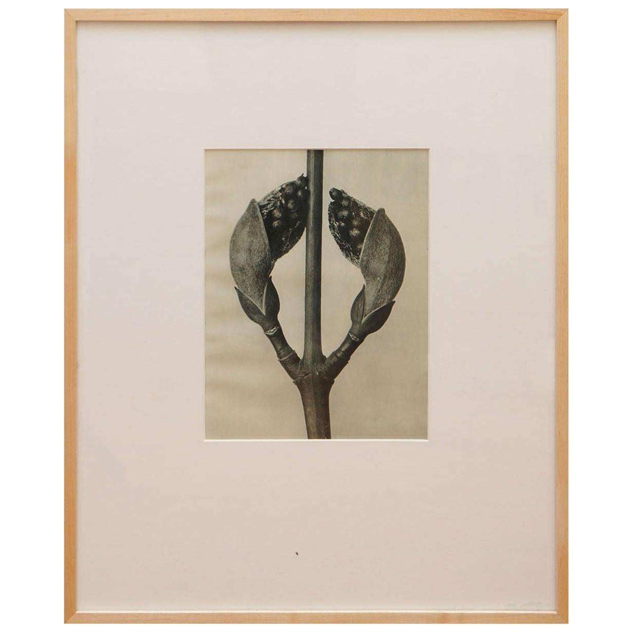 Karl Blossfeldt, Botanical Image from "Urformen Der Kunst" For Sale