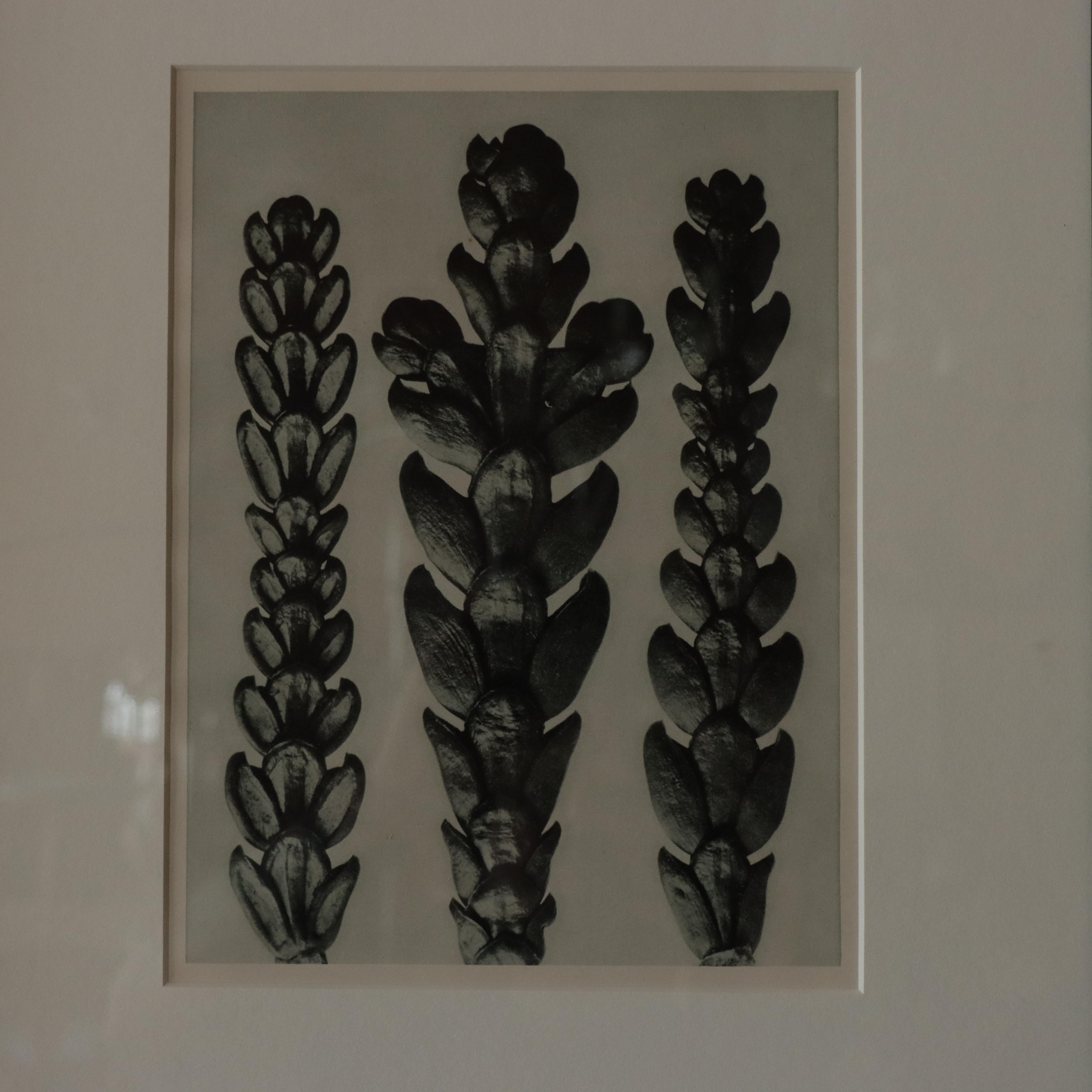  Karl Blossfeldt Botanical Photogravures, Grouping of Six,  Wundergarten For Sale 6